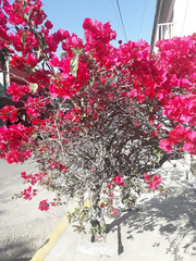 Bougainvillea