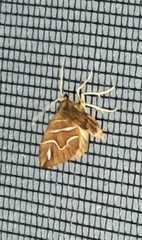 Chaetolopha leucophragma