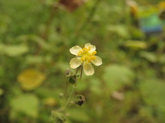 Wissadula amplissima