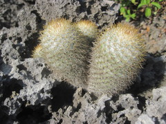 Mammillaria columbiana yucatanensis