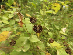 Wissadula amplissima