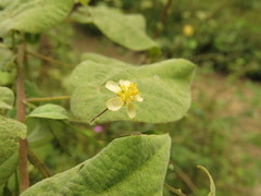 Wissadula amplissima