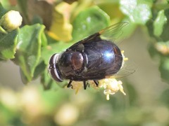 Copestylum violaceum