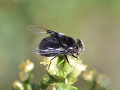 Copestylum violaceum