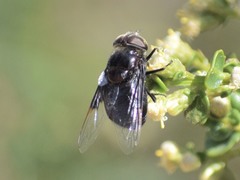 Copestylum violaceum