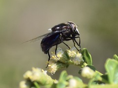 Copestylum violaceum