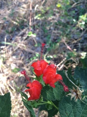 Malvaviscus arboreus drummondii