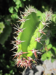 Acanthocereus