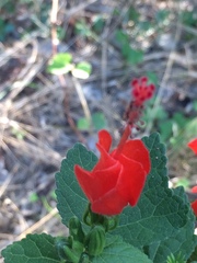 Malvaviscus arboreus drummondii