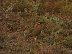 Cursorius coromandelicus