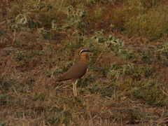 Cursorius coromandelicus