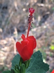 Malvaviscus arboreus drummondii