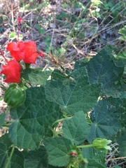 Malvaviscus arboreus drummondii