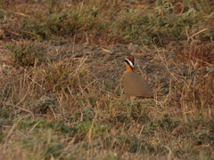 Cursorius coromandelicus