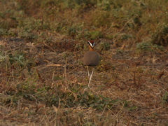 Cursorius coromandelicus