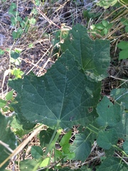 Malvaviscus arboreus drummondii