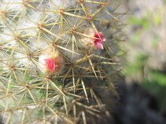Mammillaria columbiana yucatanensis