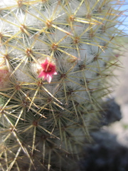 Mammillaria columbiana yucatanensis
