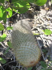 Mammillaria columbiana yucatanensis