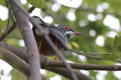 Turdus plumbeus rubripes