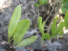 Microgramma nitida