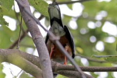 Turdus plumbeus rubripes