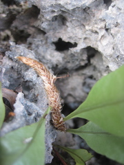 Microgramma nitida