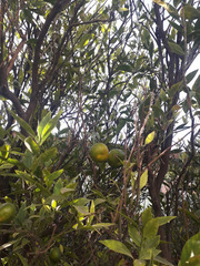 Citrus