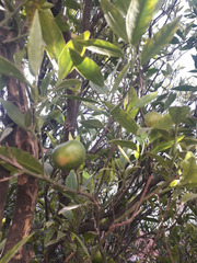 Citrus