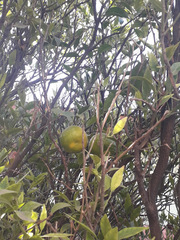 Citrus