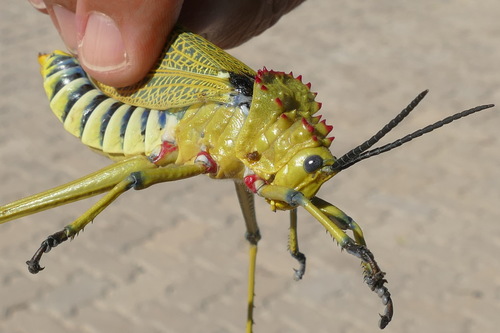 Green Milkweed Locust