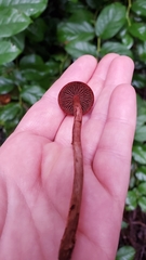 Cortinarius birkebakii