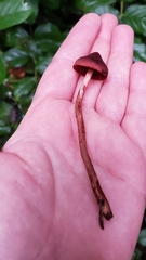 Cortinarius birkebakii