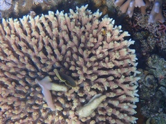 Acropora millepora