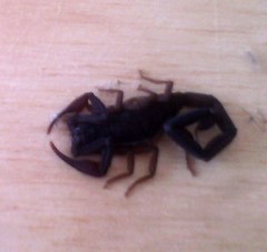 Centruroides gracilis