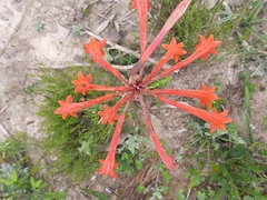 Cyrtanthus angustifolius