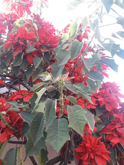 Euphorbia pulcherrima