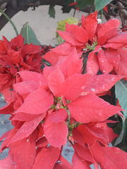 Euphorbia pulcherrima