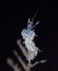 Rubramoena rubescens