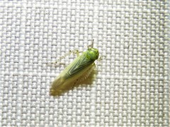 Macrosteles quadrilineatus