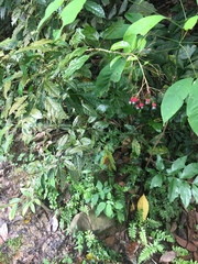 Clerodendrum laevifolium