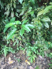 Clerodendrum laevifolium