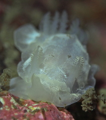 Goniodoris nodosa