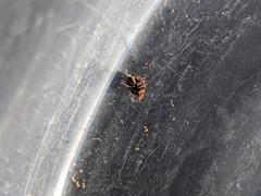 Nephus guttulatus