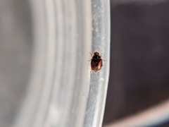 Nephus guttulatus