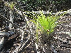 Tillandsia izabalensis