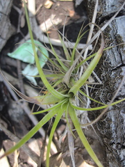 Tillandsia izabalensis