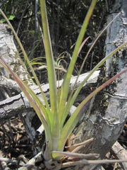 Tillandsia izabalensis