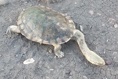 Chelodina expansa