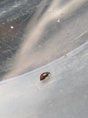Nephus guttulatus
